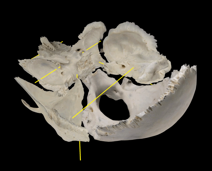 3d model animation showing cranial base bone flexion and extension during cranial rhythmic impulse