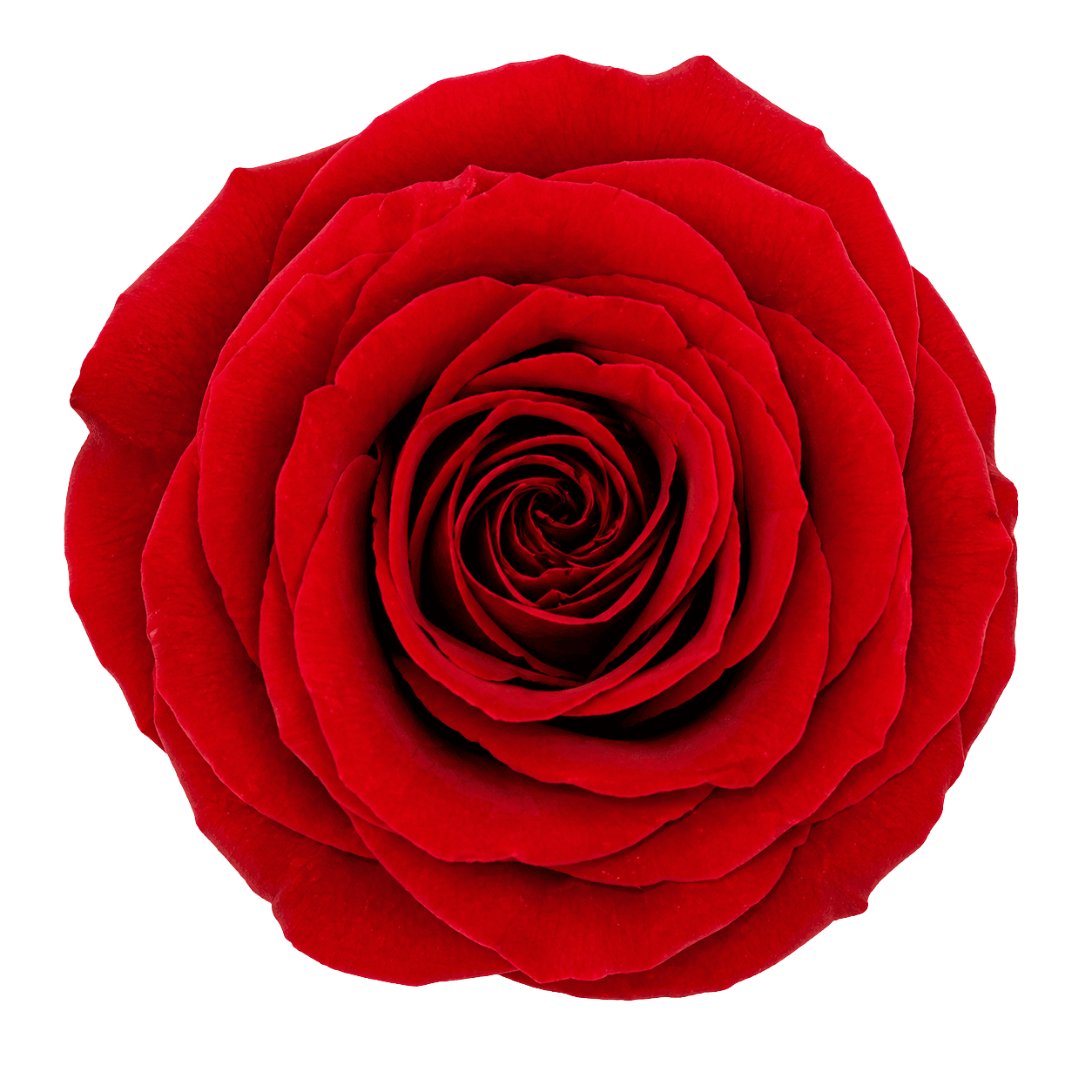 Rosa Roja