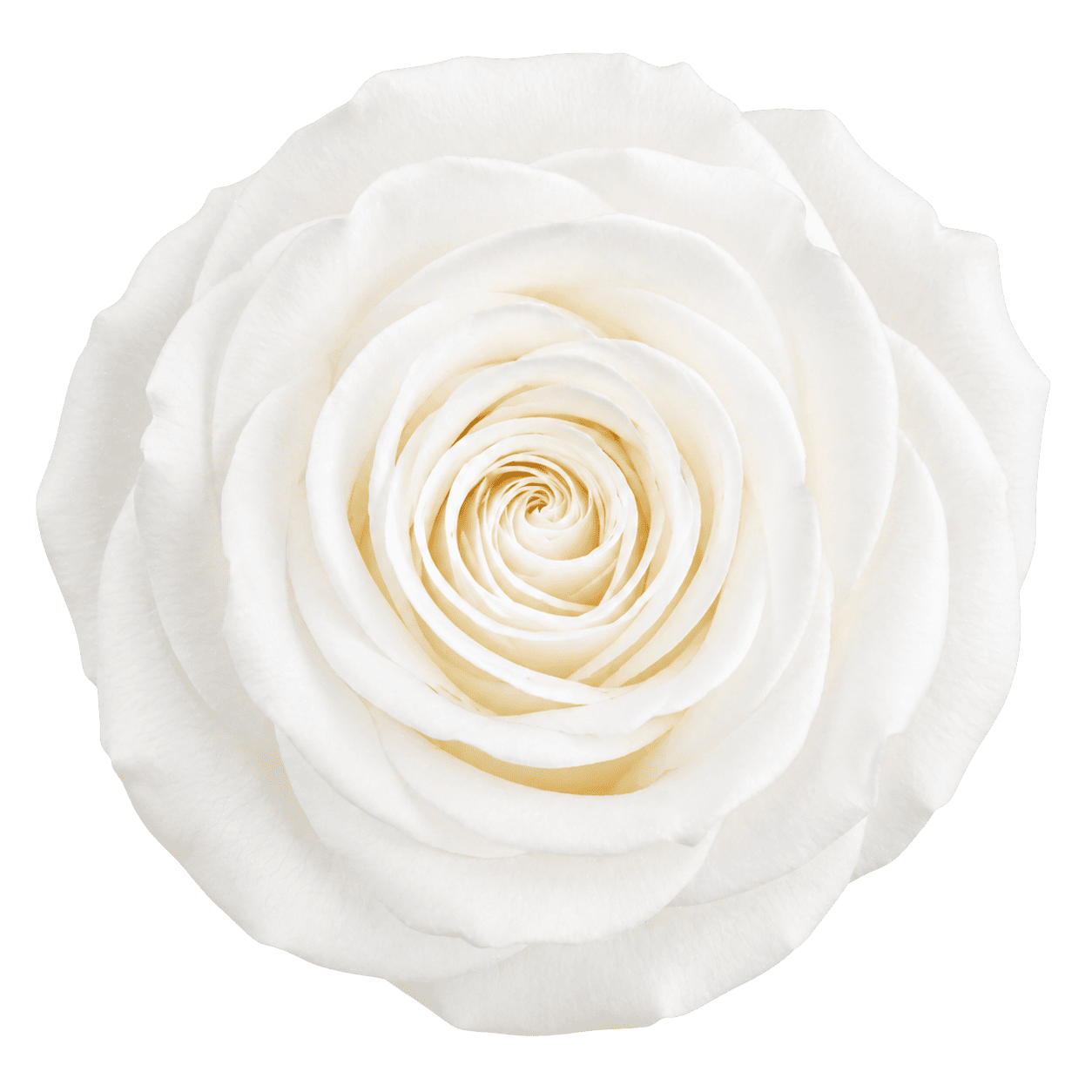 Rosa Blanca