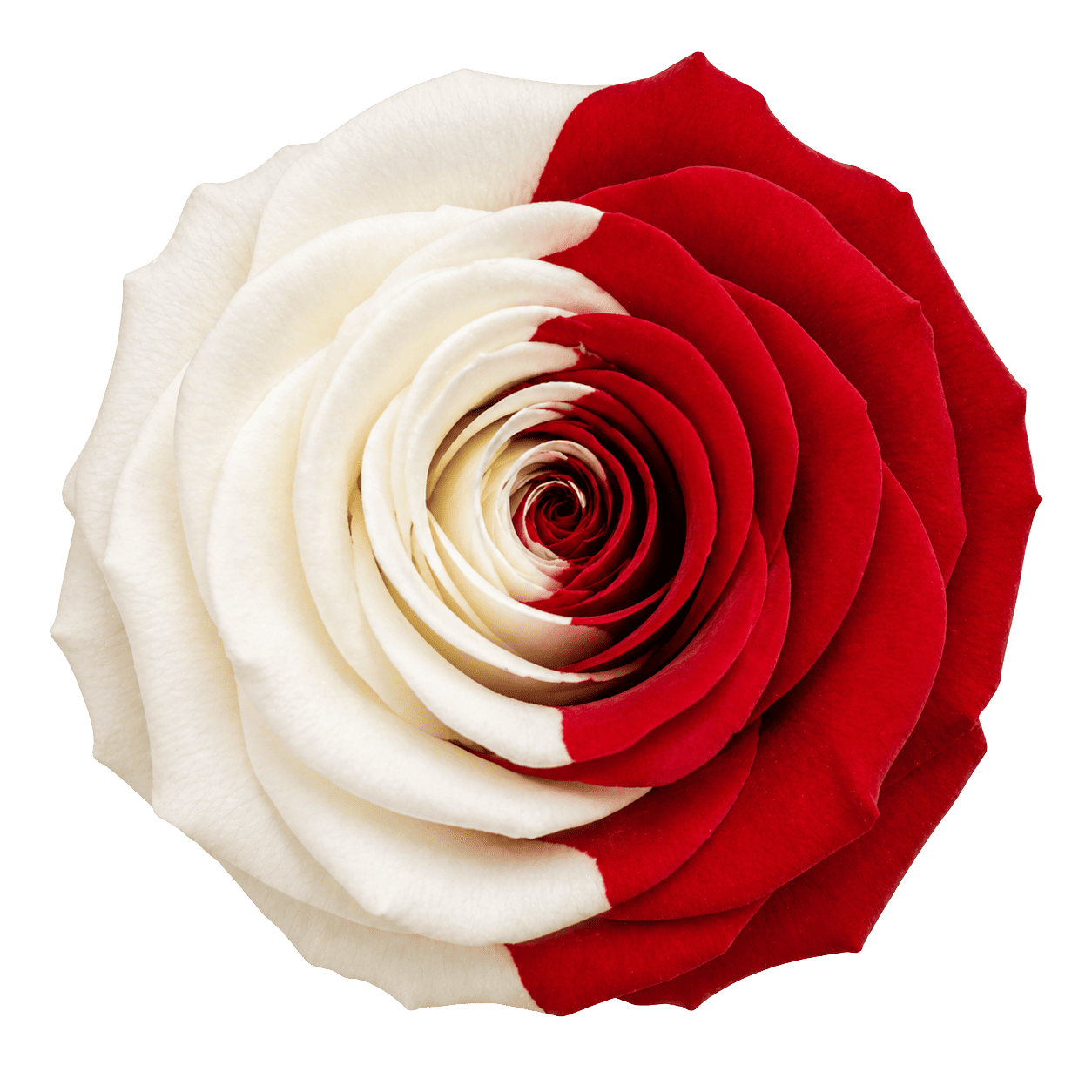 Rosa Mix