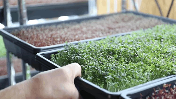Verde Brota | Componentes 100% Naturais e Veganos