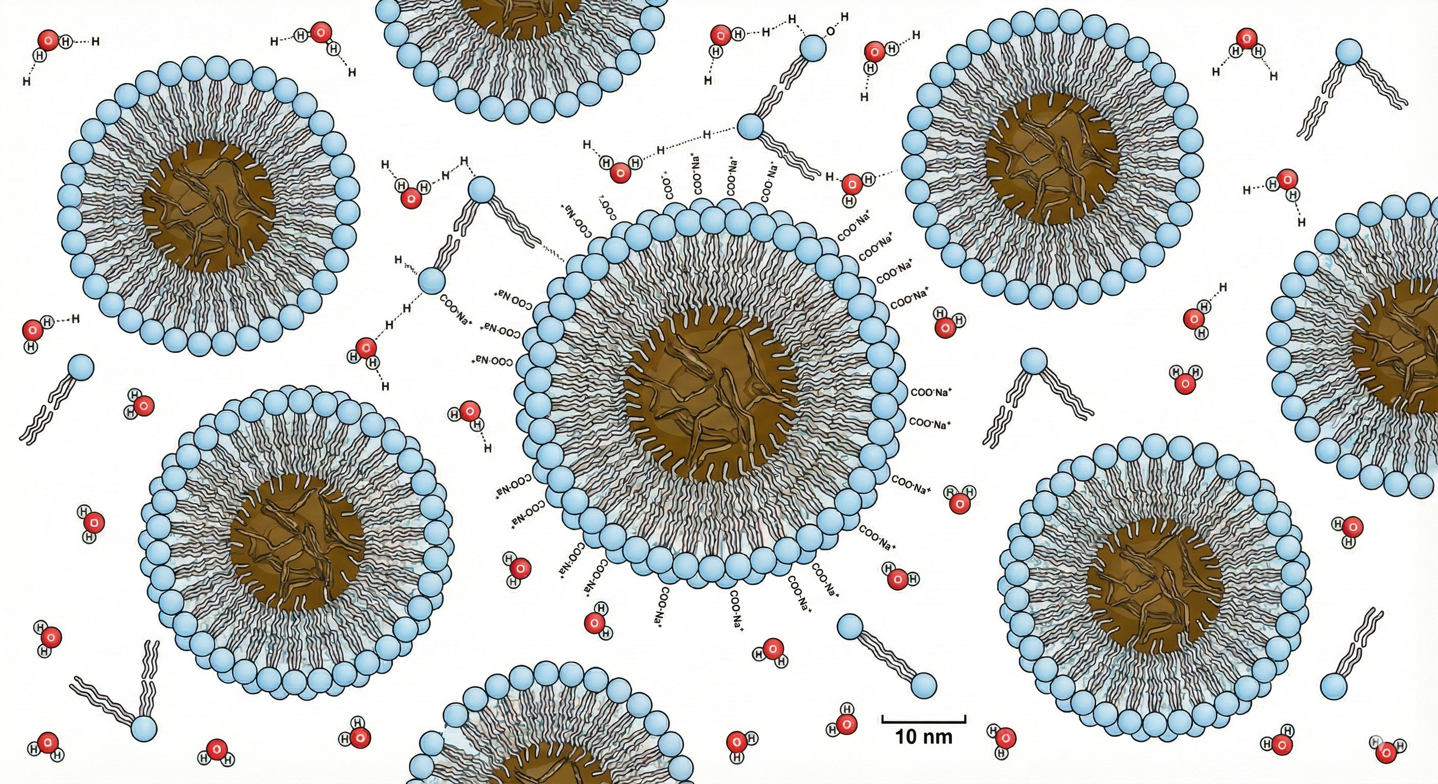 Diagram showing amphiphilic surfactant molecules forming micelles and encapsulating oily soil in an aqueous detergent system