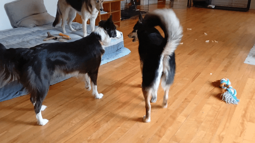 a group of dogs playing with a dog