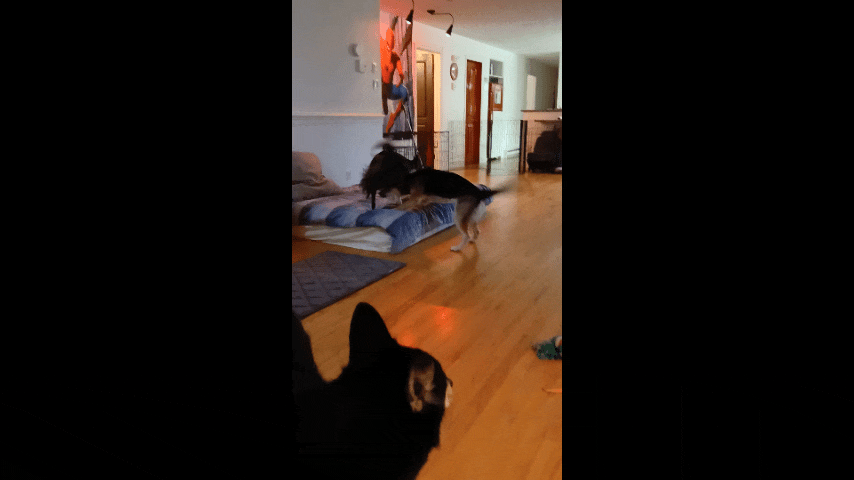 a dog is standing in a living room