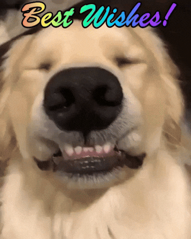 Dog GIF - smiling dog