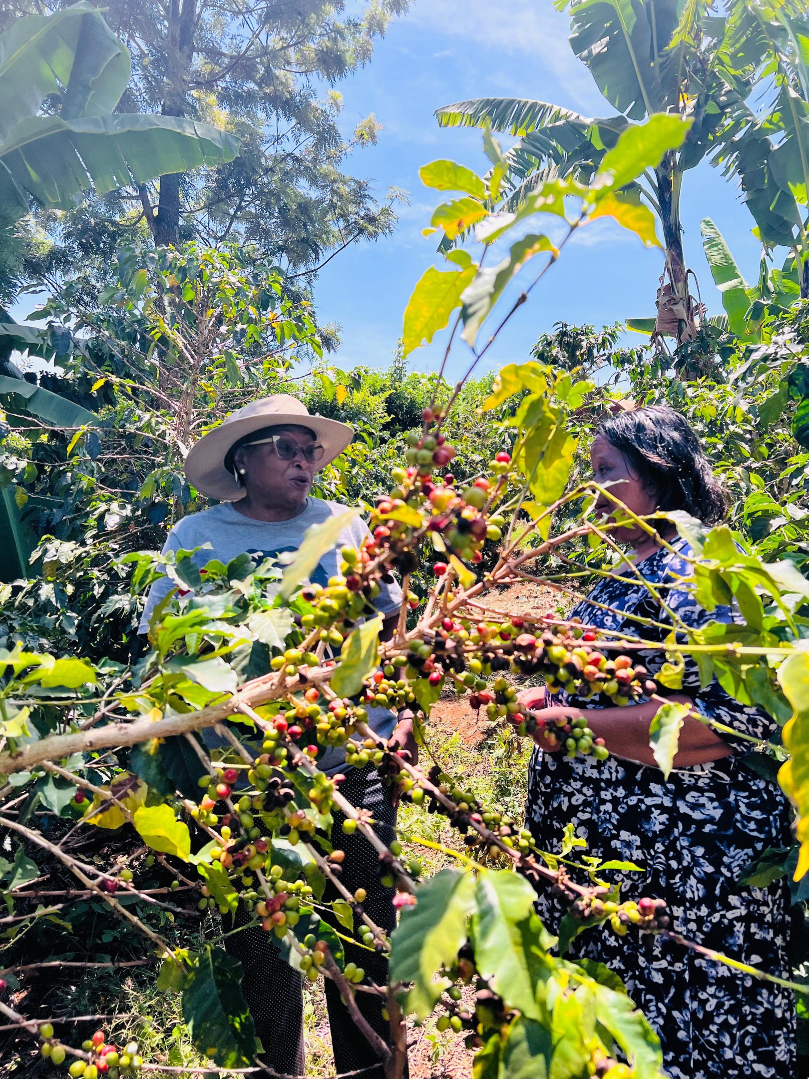 Kenyan Coffee Beans