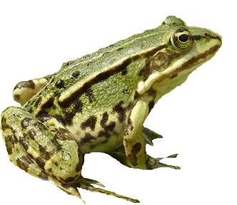 green frog sitting on log