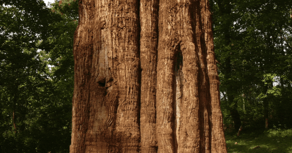 quel bois choisir pour terrasse