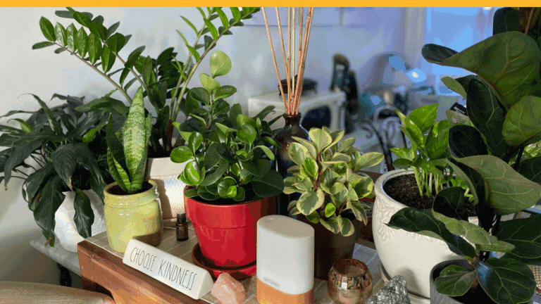 The plants in my home.