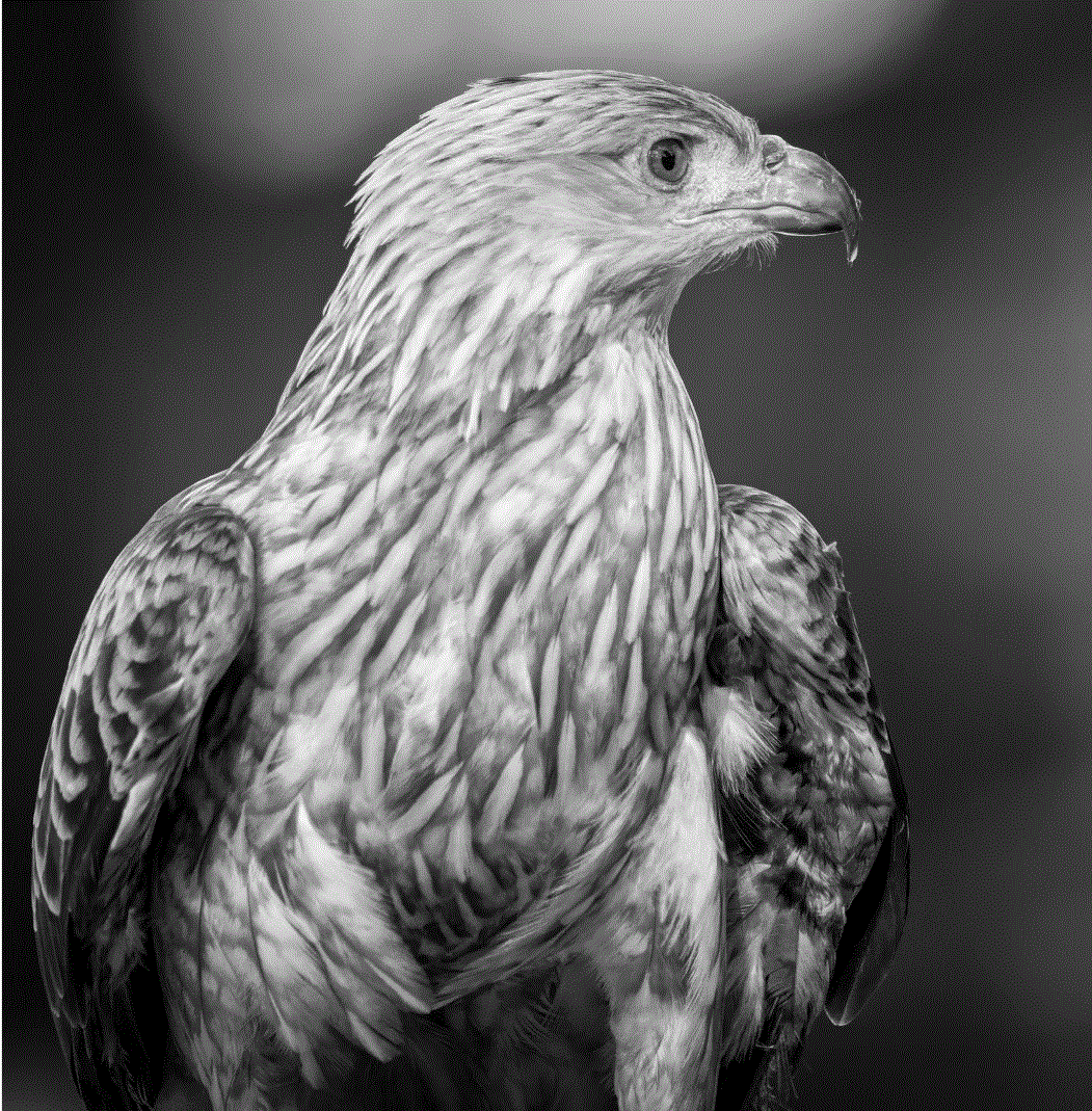 photo en noir et blanc d'un aigle vu de profil.