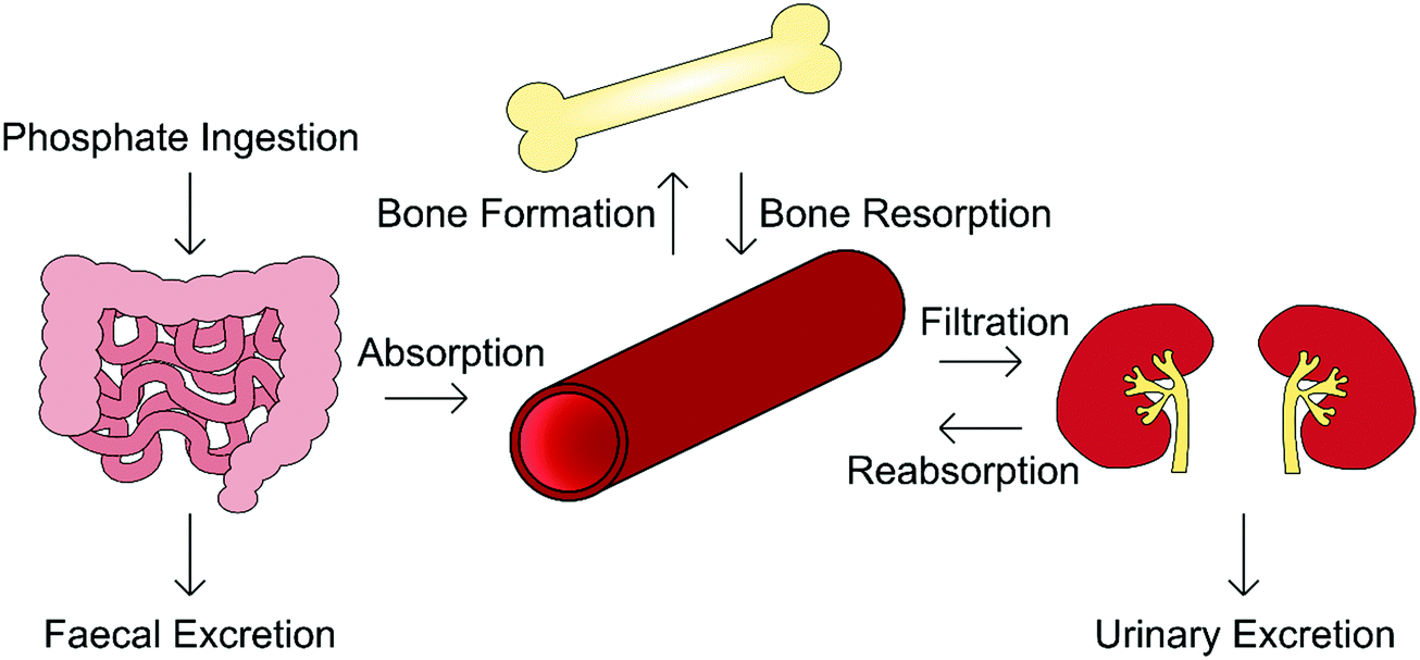 https://pubs.rsc.org/image/article/2019/tb/c9tb02011j/c9tb02011j-f3_hi-res.gif