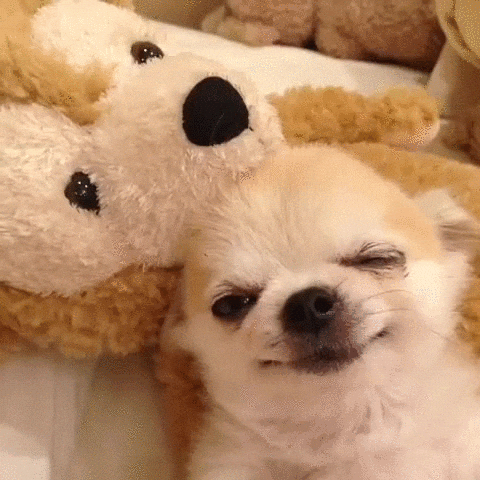 A sleepy long-haired chihuahua puppy napping next to a plush teddy bear.