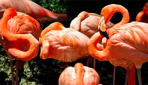 Flamingos en detalle, destacando su plumaje rosa vibrante.
