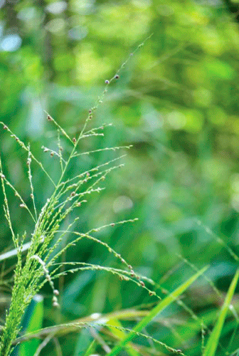 Detalle de plantas verdes con un fondo difuminado en tonos verdes, creando una atmósfera natural y serena.