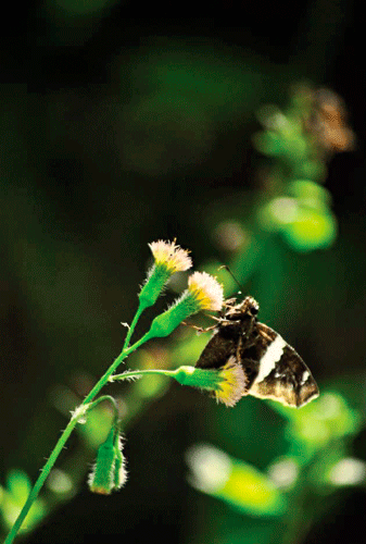 Mariposa posada sobre flores, con un fondo natural difuminado que resalta la belleza delicada de la escena.