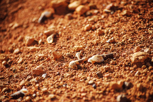 Detalle de tierra con conchas de caracol, capturado en un enfoque nítido que resalta su textura natural.
