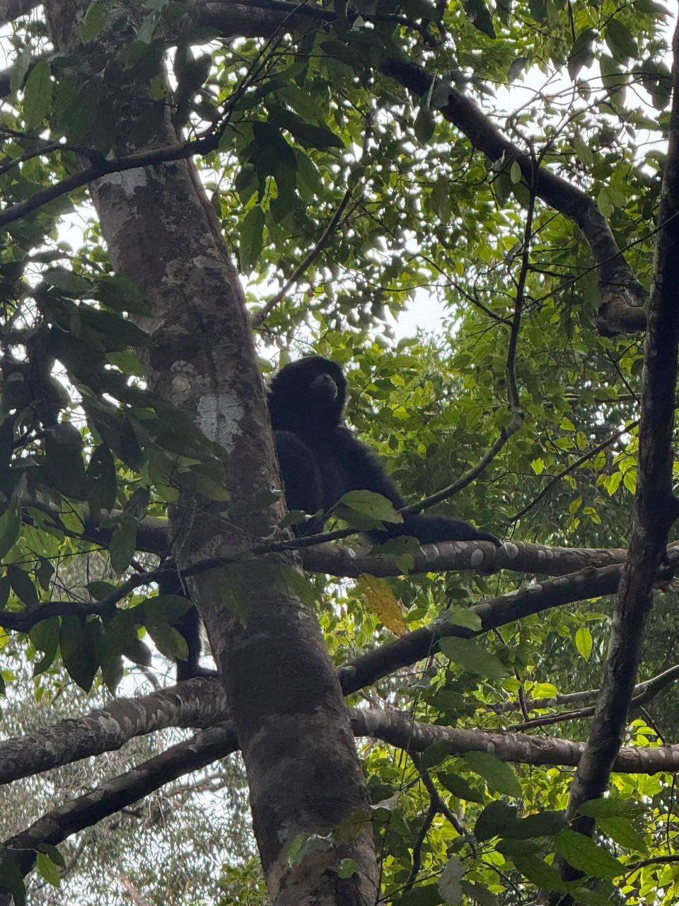 Orang-outan de Sumatra
