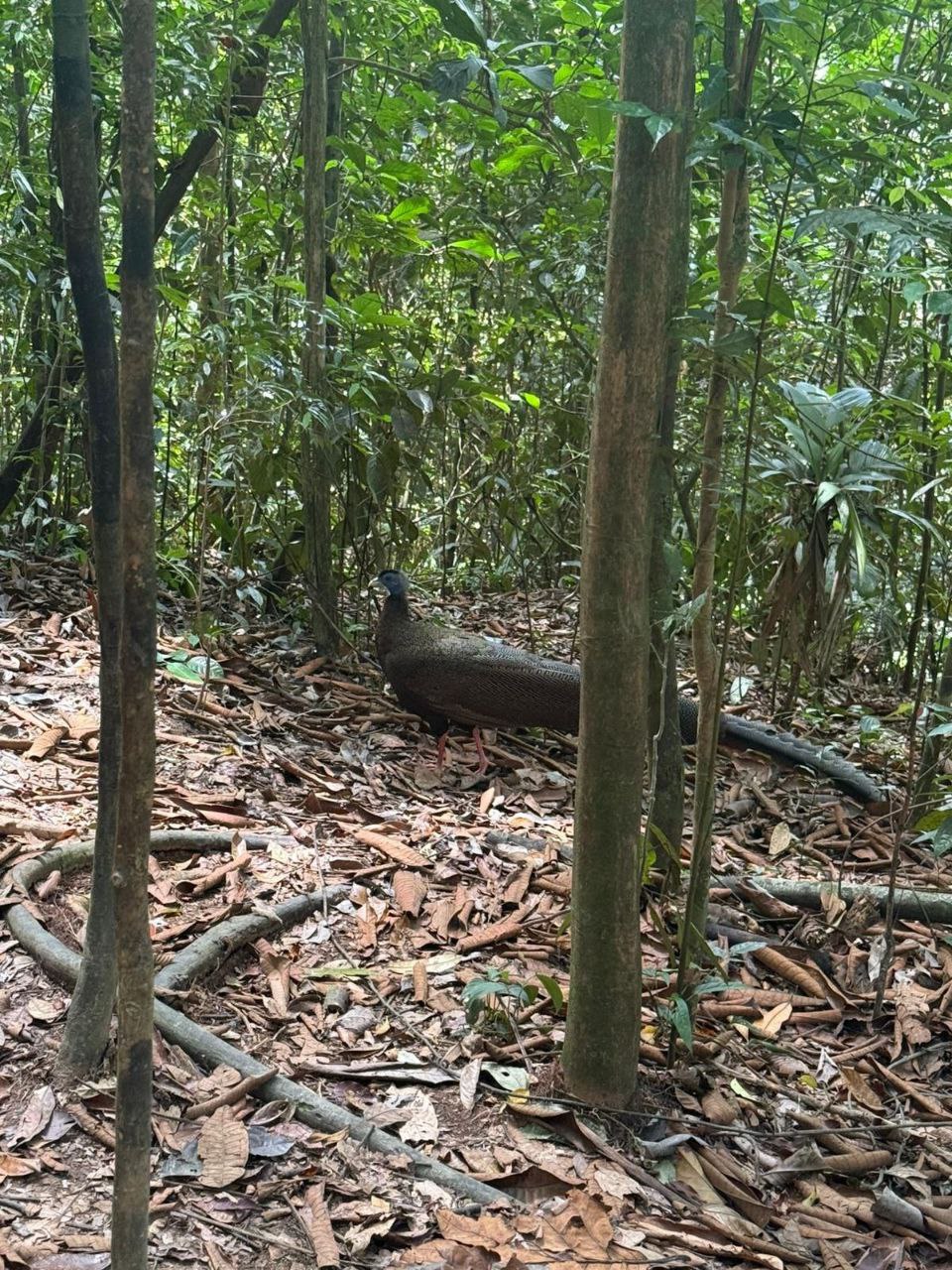 Sumatran Jungle Trail
