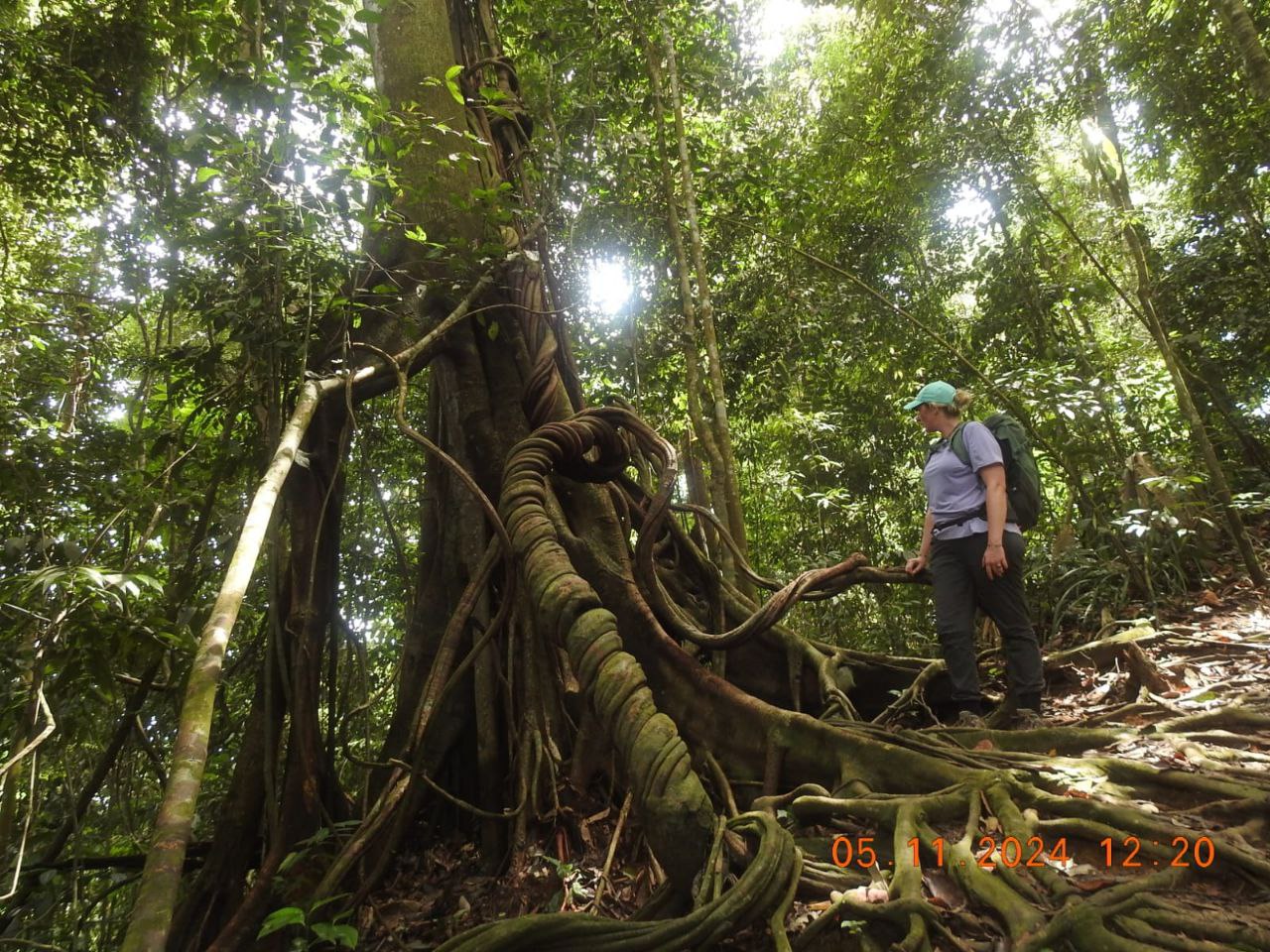 Sumatran Jungle Trail