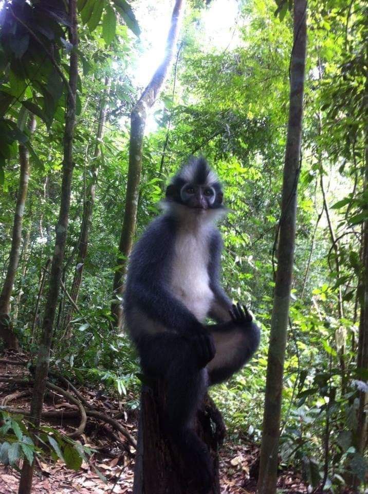 Sumatran Jungle Trail Exploration