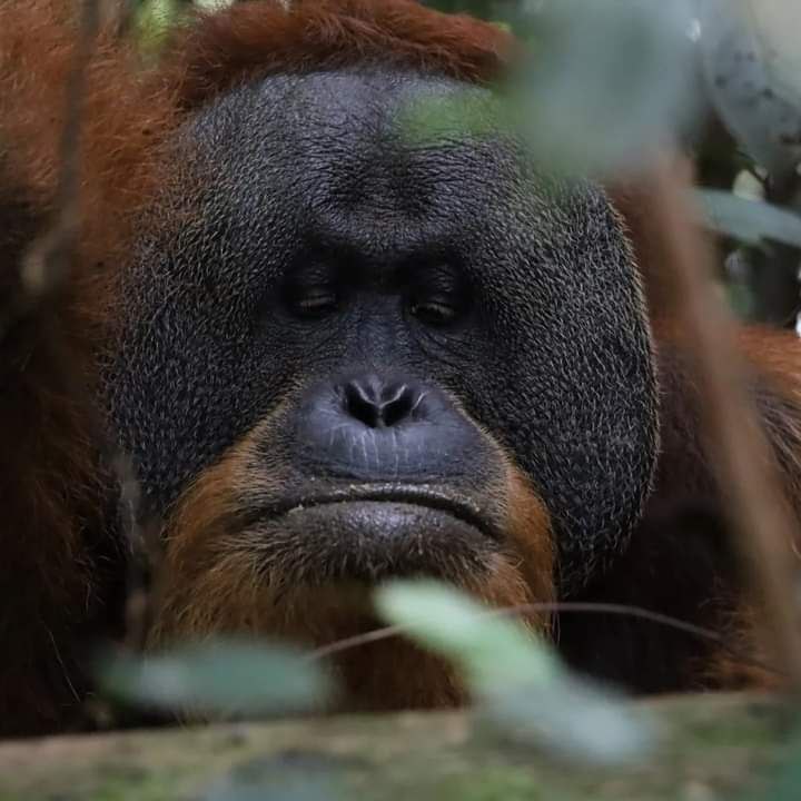 Sumatran Orangutan