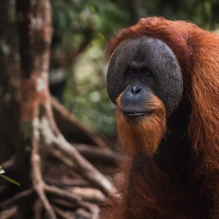 Sumatran Orangutan in Canopy