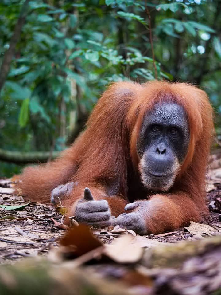Orang-outan de Sumatra