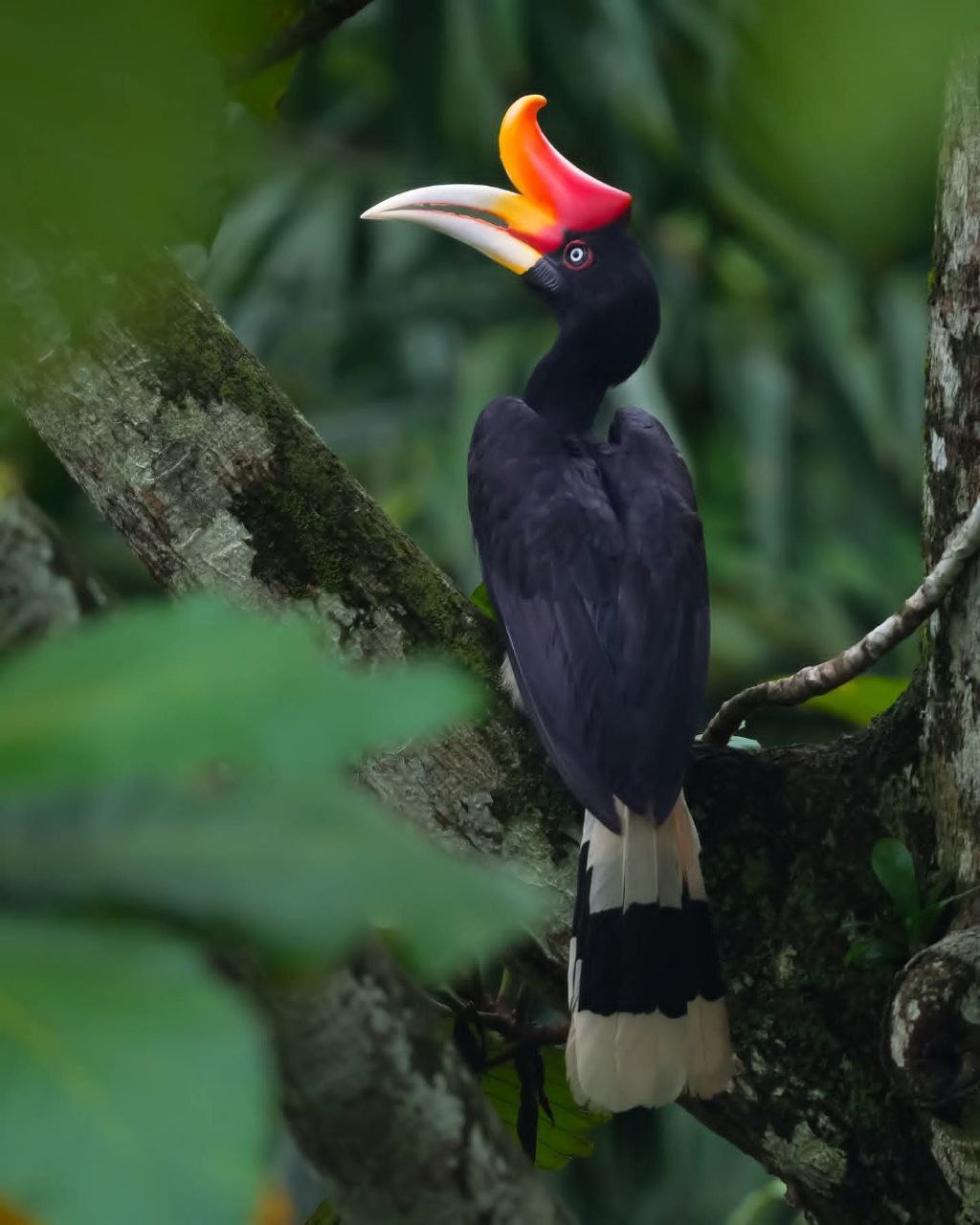 Sumatran Jungle Trail