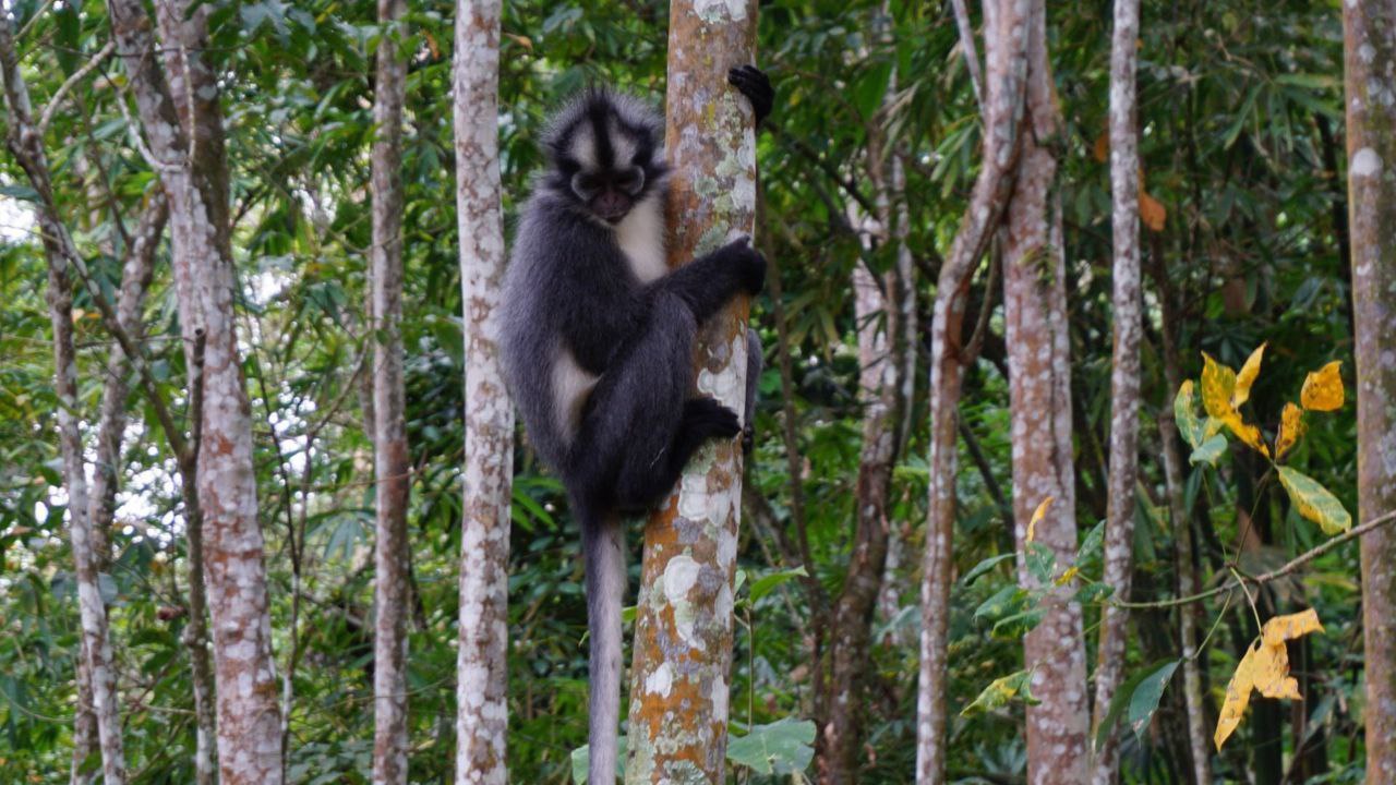 Thomas Leaf Monkey