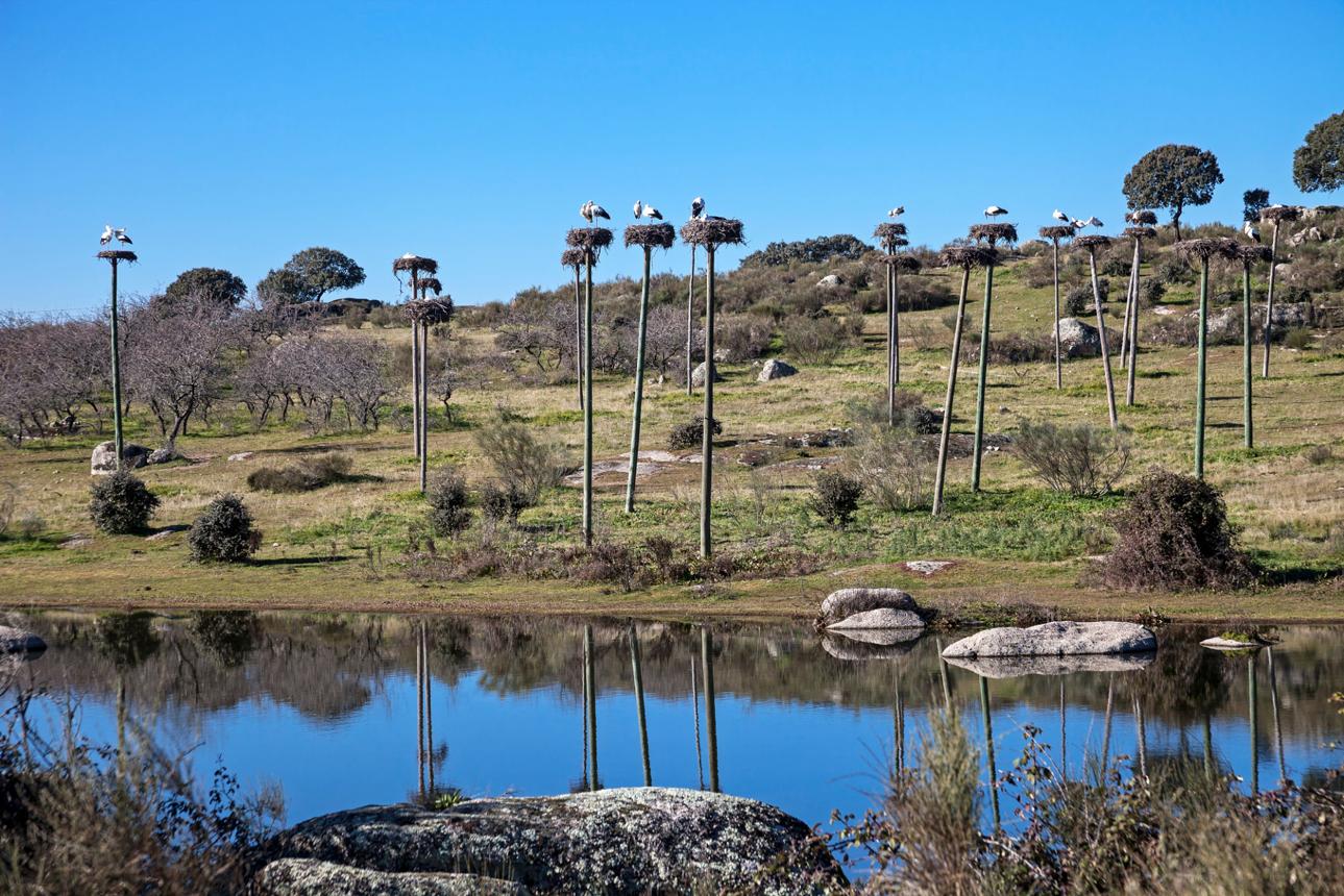 Dehesa extremeña y cigüeñas Trujillo