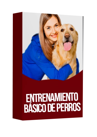 Entrenamiento básico de perros