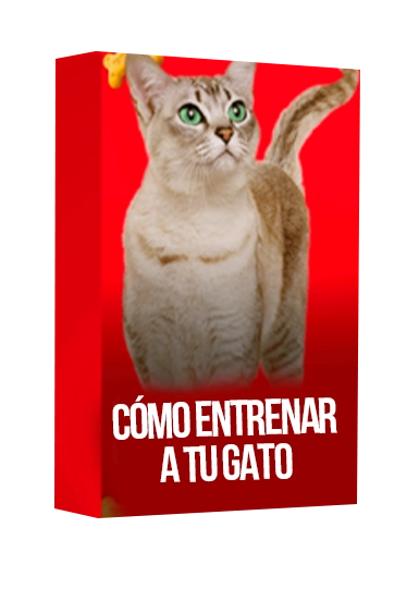 Cómo entrenar a tu gato