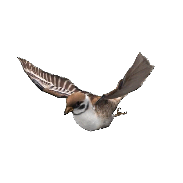 Flying Sparrow