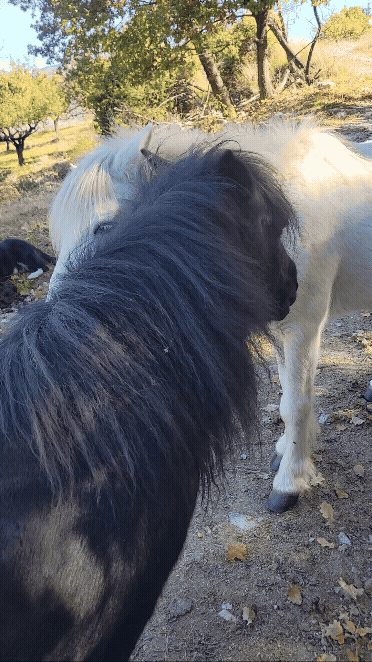two poneys grooming each other