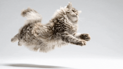 A fluffy Siberian cat jumps through the air against a white background.