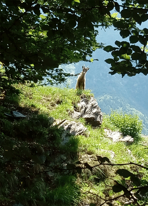 rifugi orobici stambecco
