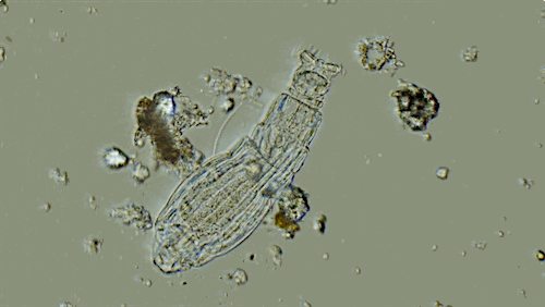 rotifer, a algae eater