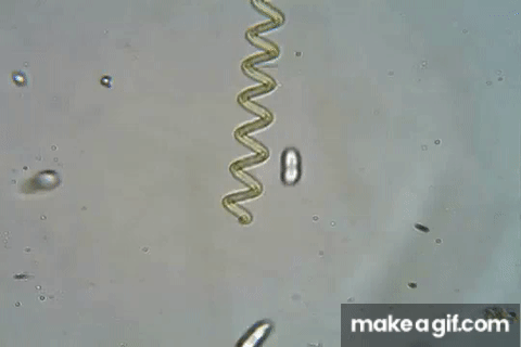 spirulina growing