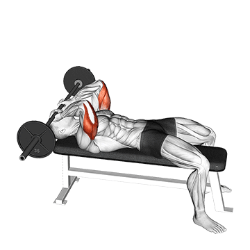 triceps testa