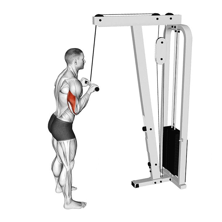 triceps pulley