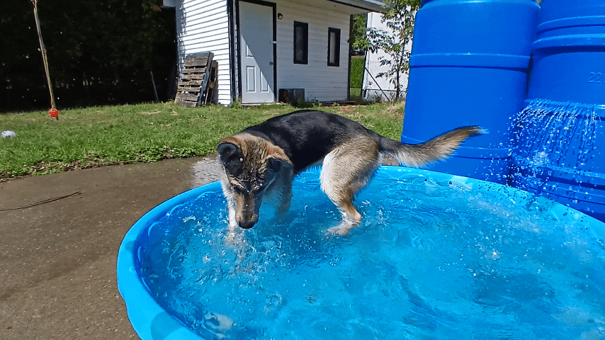 a dog is standing in a pool of water