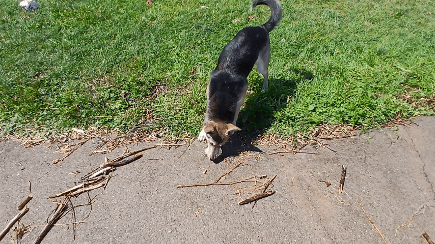 a dog is standing on the sidewalk in front of a house