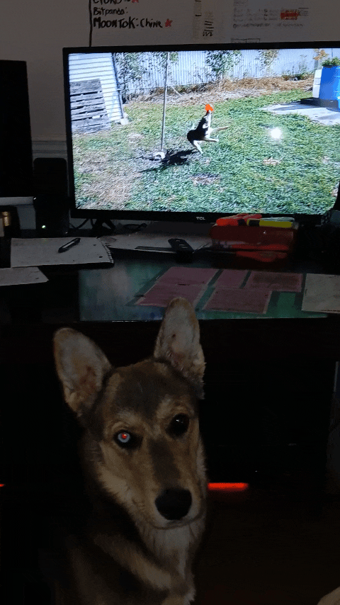 a dog sitting on a desk with a dog on the desk