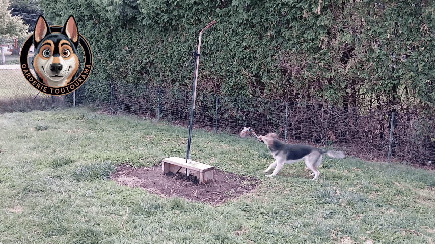 a dog is walking around a fenced in area