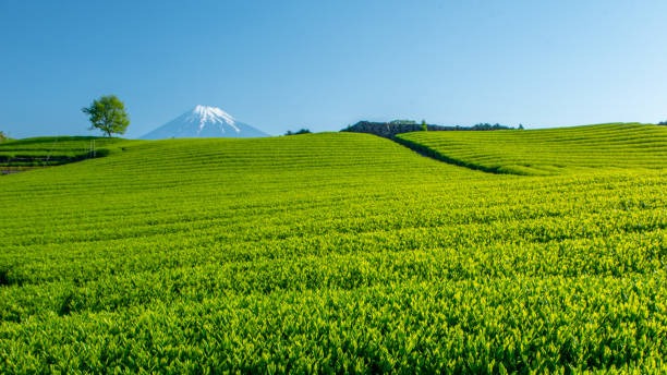 La récolte du thé Matcha au Japon 7 Image 1