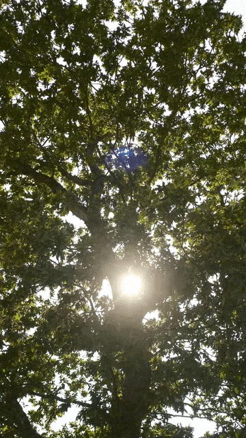 Guilmer Tree Service team standing in front of company truck and logo at a residential property.