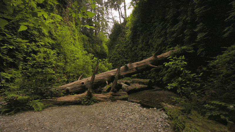  Clean, professional tree service setup at a home with tools, safety gear, and tidy landscaping.