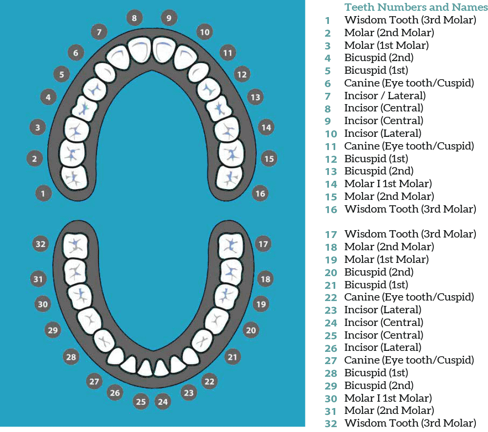 tooth chart, teeth chart, tooth dental chart