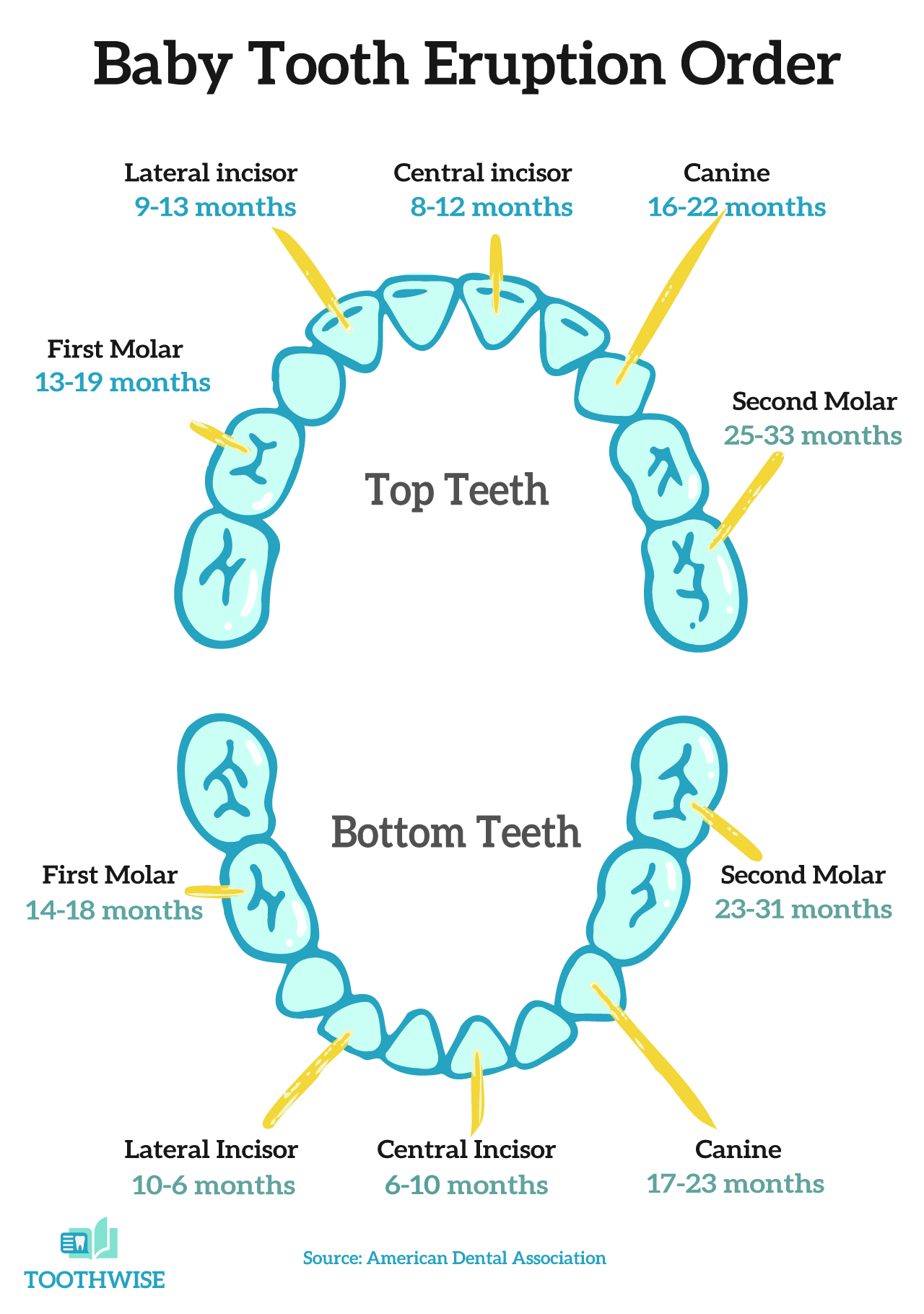 baby tooth eruption chart, baby tooth chart