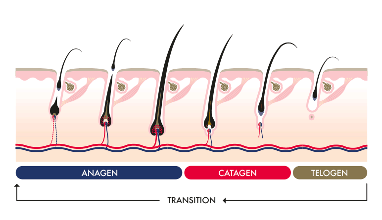 Hair Growth Stages